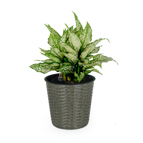 10.2" Round Self-Watering Wicker Planter - Grey Indoor Outdoor