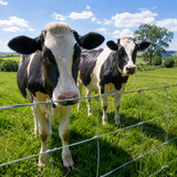 Farm Livestock Fence, 4.9*328FT Galvanised Iron Wire Farm Fence Cattle Fence