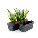 2-Pack Hand Woven Wicker Self-Watering Rectangle Planter