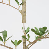 6ft Artificial Olive Tree, Realistic Faux Potted Plant in Black Pot, Indoor & Co