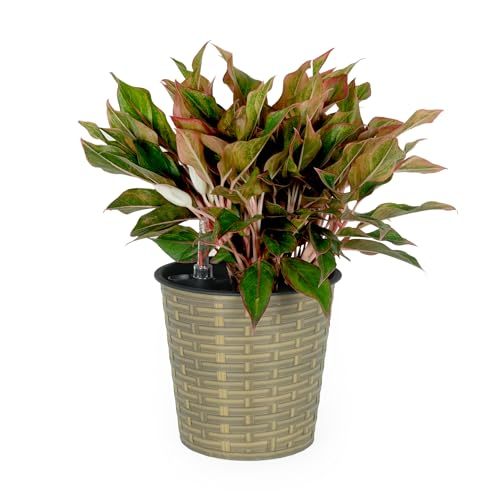 13.4" Round Self-Watering Wicker Planter Natural Indoor Outdoor